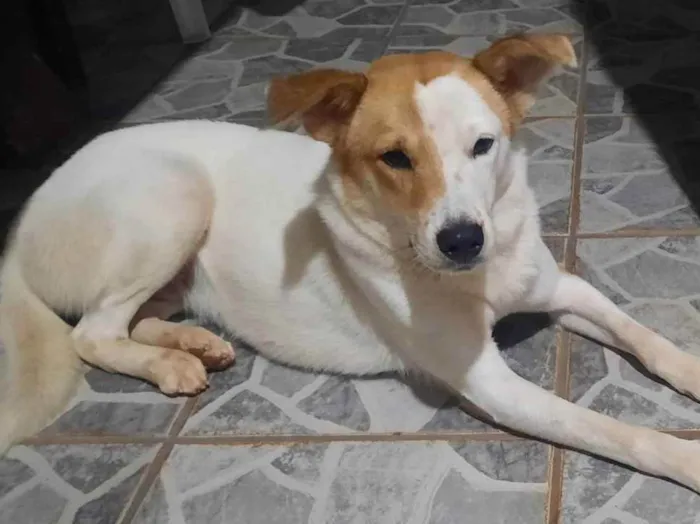 Cachorro ra a INDEFINIDO idade 7 a 11 meses nome BRANCA 