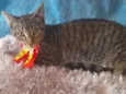 Gatinho para doação 