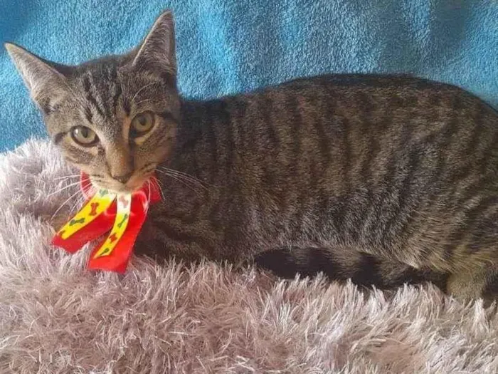 Gato ra a SRD  idade 2 a 6 meses nome Gatinho para doação 