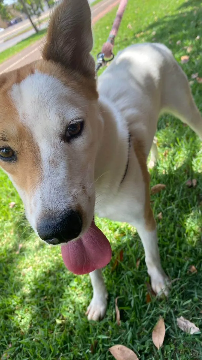 Cachorro ra a INDEFINIDO idade 7 a 11 meses nome BRANCA 