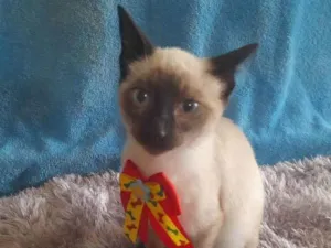 Gato raça SRD  idade 2 a 6 meses nome Gatinho para doação 