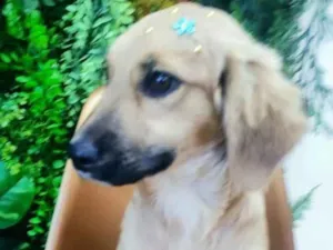 Cachorro raça SRD  idade 2 a 6 meses nome Sem nome