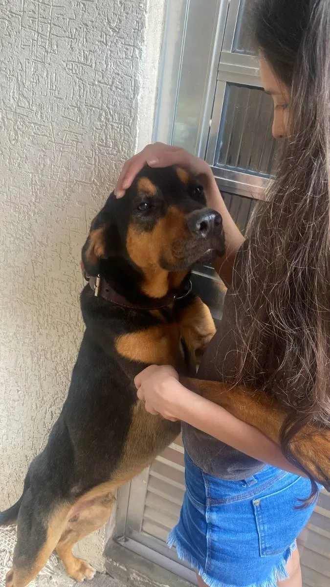 Cachorro ra a Mistura de rottweiler idade 2 anos nome Não sabemos o nome