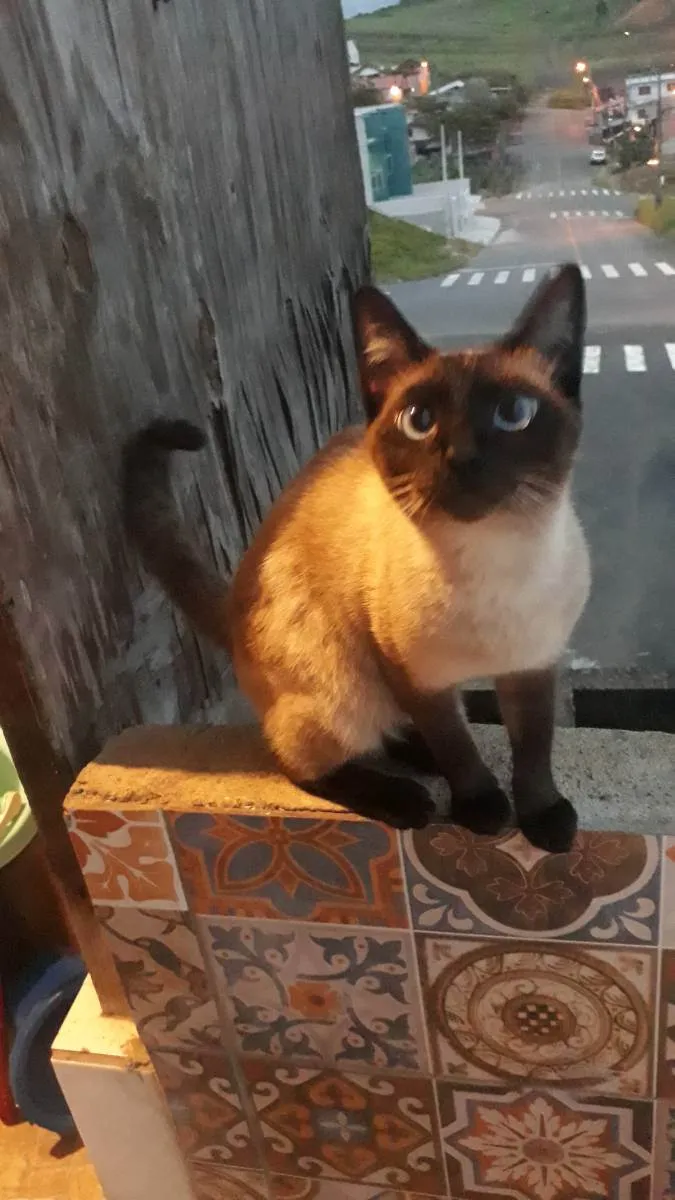 Gato ra a Siamês  idade 1 ano nome Misuke