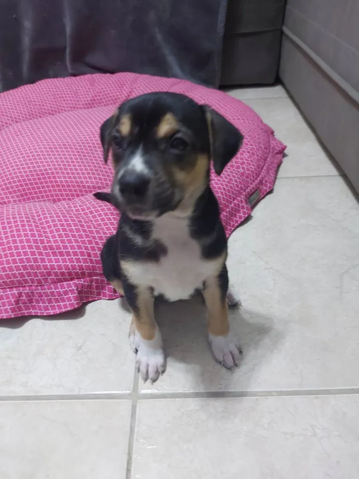 Cachorro ra a SRD  idade 2 a 6 meses nome Filhote para adoção 