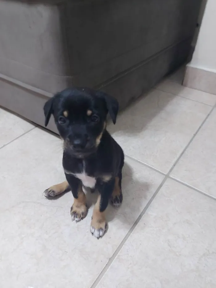 Cachorro ra a SRD  idade 2 a 6 meses nome Filhote para adoção 