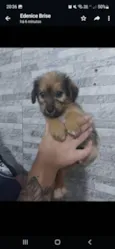 Filhote para adoção 