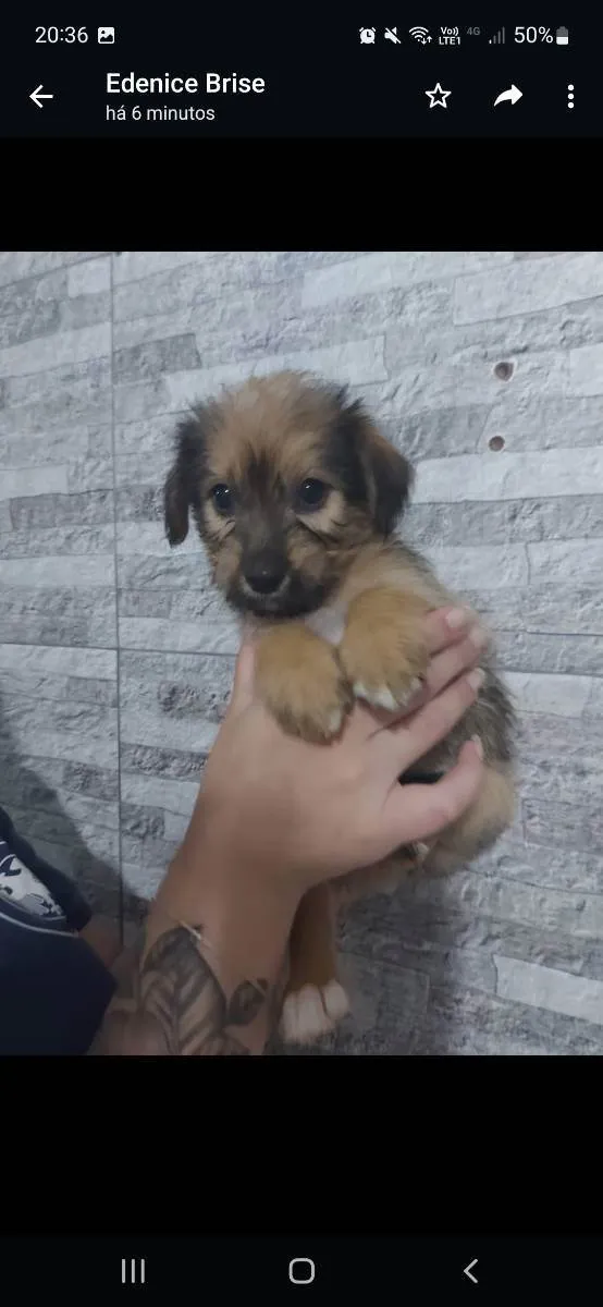 Cachorro ra a SRD  idade 2 a 6 meses nome Filhote para adoção 