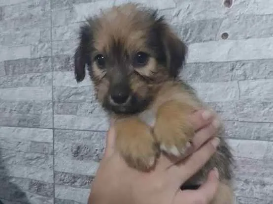 Cachorro ra a SRD  idade 2 a 6 meses nome Filhote para adoção 