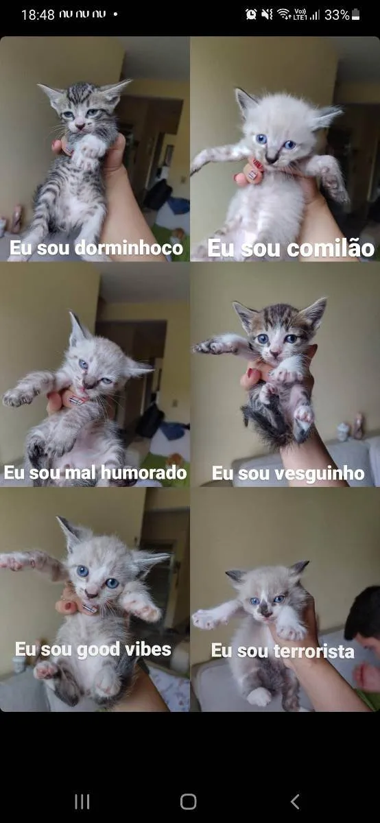 Gato ra a Indefinido  idade Abaixo de 2 meses nome Gatos bebês 