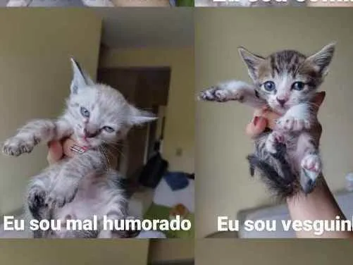 Gato ra a Indefinido  idade Abaixo de 2 meses nome Gatos bebês 