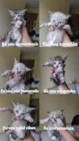 Gatos bebês 