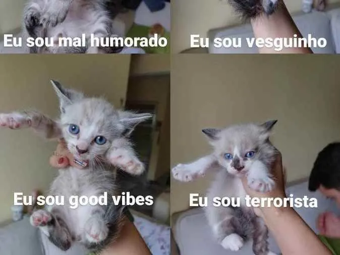 Gato ra a Indefinido  idade Abaixo de 2 meses nome Gatos bebês 