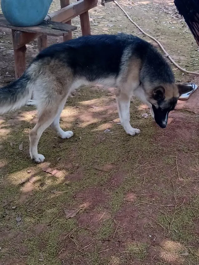 Cachorro ra a Husky siberiano  idade 2 anos nome Ralf