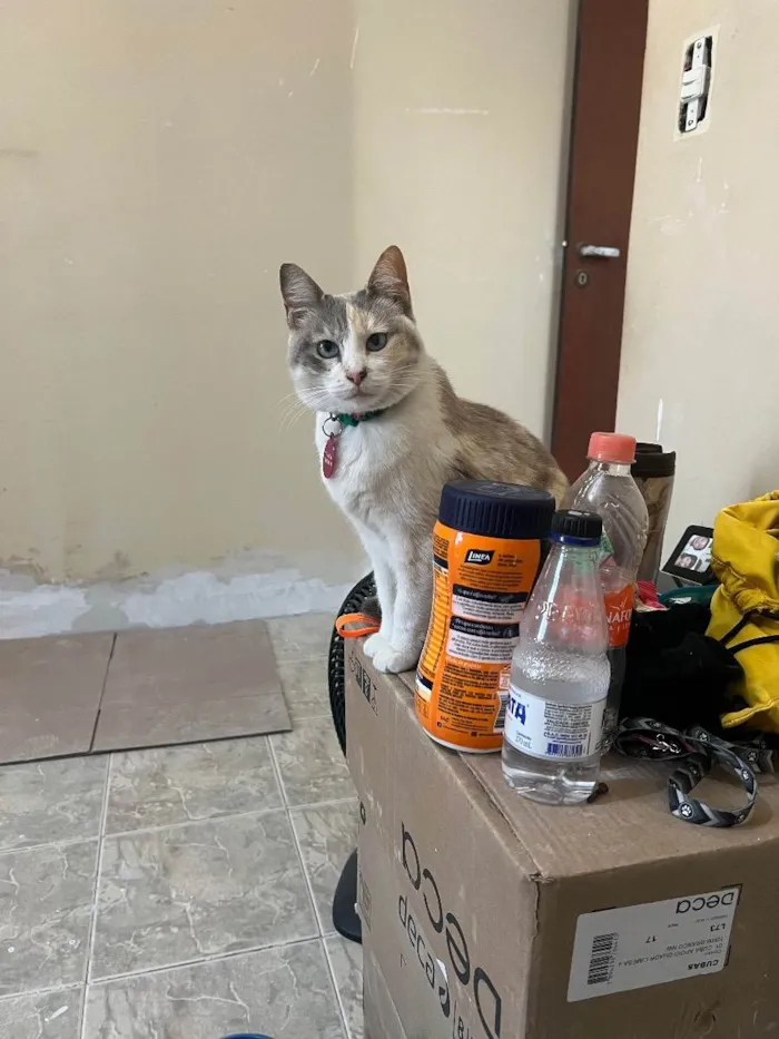 Gato ra a Sem raça definida idade 2 anos nome Céu