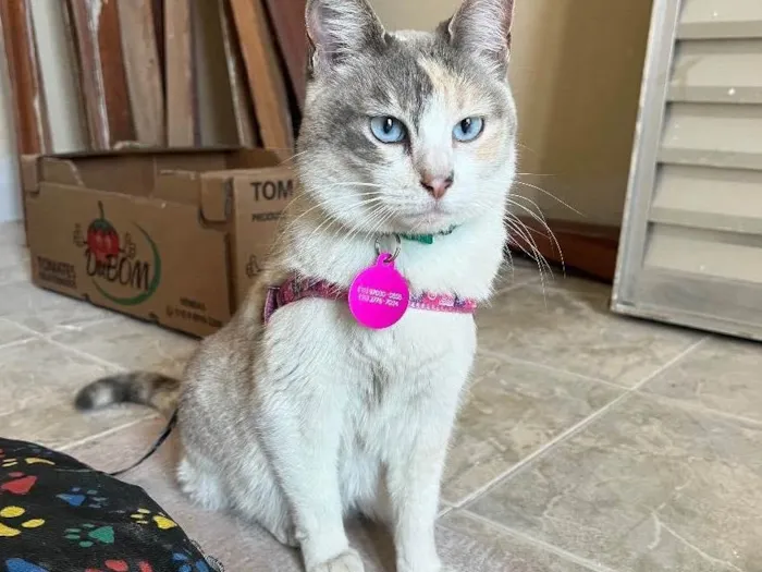 Gato ra a Sem raça definida idade 2 anos nome Céu