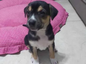 Cachorro raça SRD  idade 2 a 6 meses nome Filhote para adoção 
