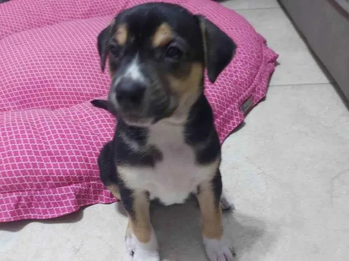 Cachorro ra a SRD  idade 2 a 6 meses nome Filhote para adoção 