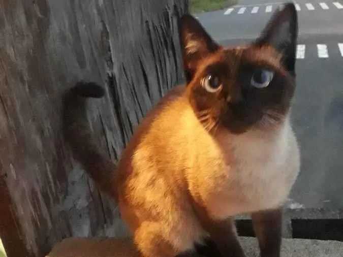 Gato ra a Siamês  idade 1 ano nome Misuke