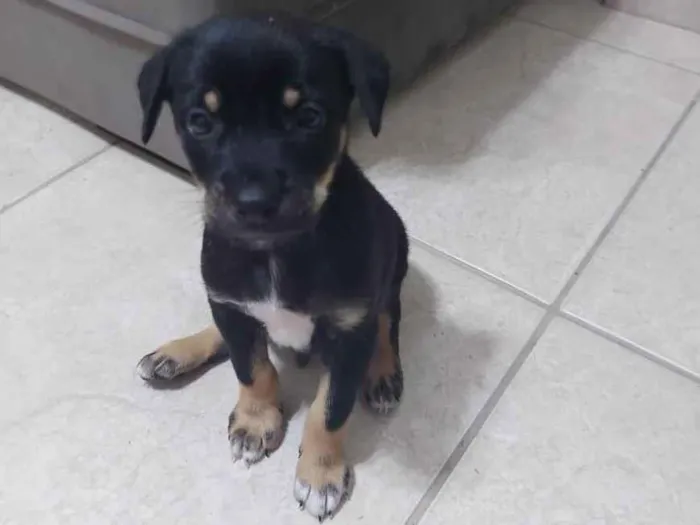 Cachorro ra a SRD  idade 2 a 6 meses nome Filhote para adoção 