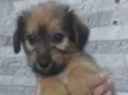 Filhote para adoção 