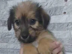Cachorro raça SRD  idade 2 a 6 meses nome Filhote para adoção 