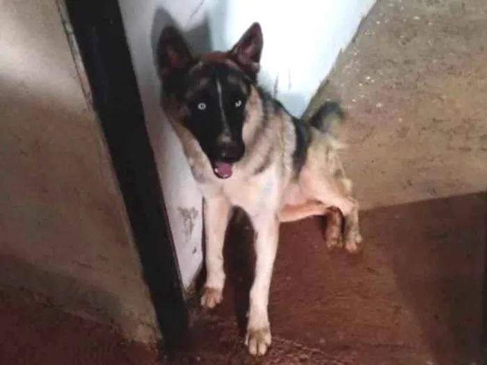 Cachorro ra a Husky siberiano  idade 2 anos nome Ralf