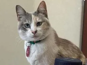 Gato raça Sem raça definida idade 2 anos nome Céu
