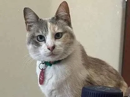 Gato ra a Sem raça definida idade 2 anos nome Céu
