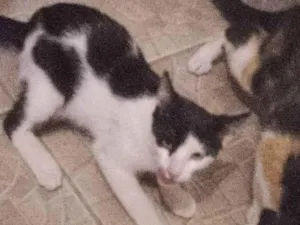 Gato raça Místico  idade 7 a 11 meses nome Mimi