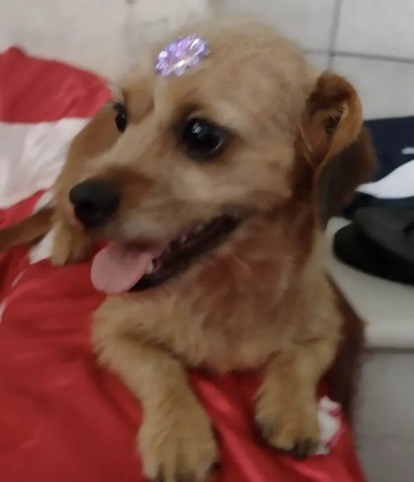 Cachorro ra a Mestiça  idade 1 ano nome Lola 