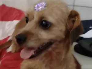 Cachorro raça Mestiça  idade 1 ano nome Lola 