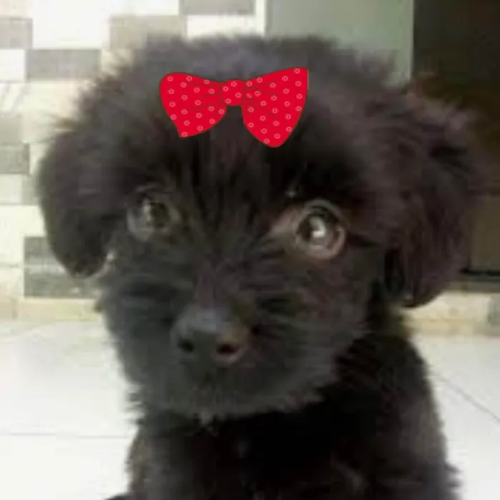 Cachorro ra a Mestiça  idade 2 a 6 meses nome Rubi 