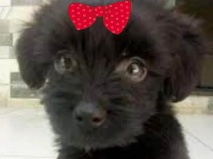 Cachorro ra a Mestiça  idade 2 a 6 meses nome Rubi 