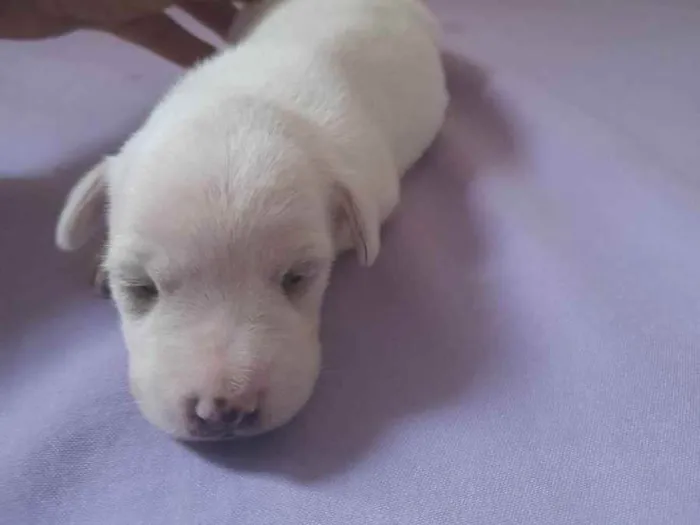 Cachorro raça Mestiço idade Abaixo de 2 meses nome Ainda estou sem nome