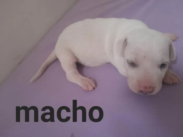 Cachorro raça Mestiço idade Abaixo de 2 meses nome Ainda estou sem nome