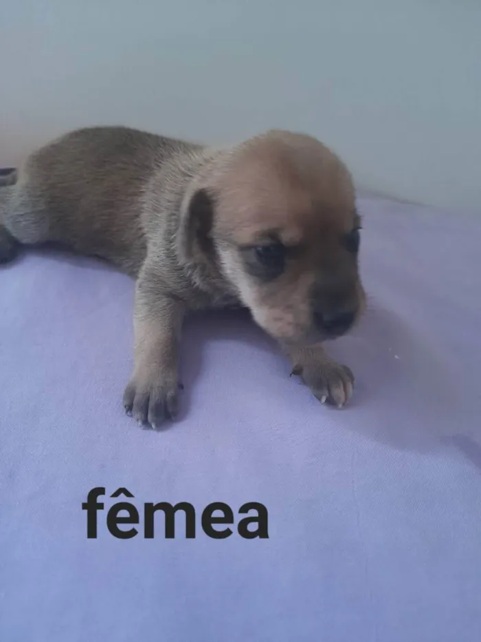 Cachorro ra a Mestiço idade Abaixo de 2 meses nome Ainda sem