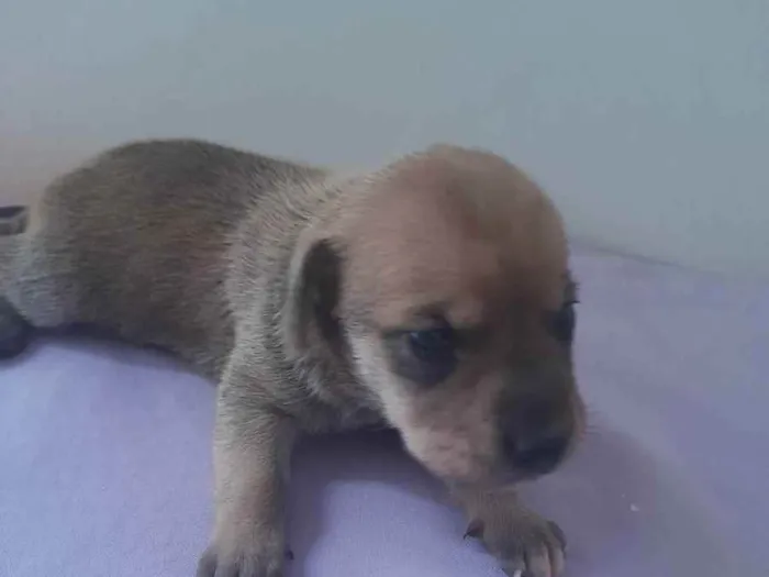 Cachorro ra a Mestiço idade Abaixo de 2 meses nome Ainda sem