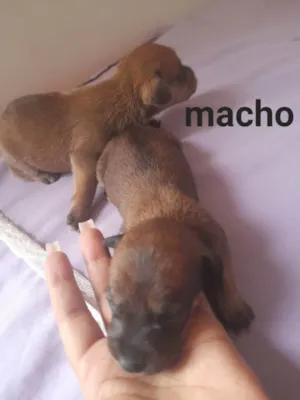 Cachorro raça Mestiço idade Abaixo de 2 meses nome sem nome