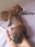 Cachorro raça Mestiço idade Abaixo de 2 meses nome sem nome