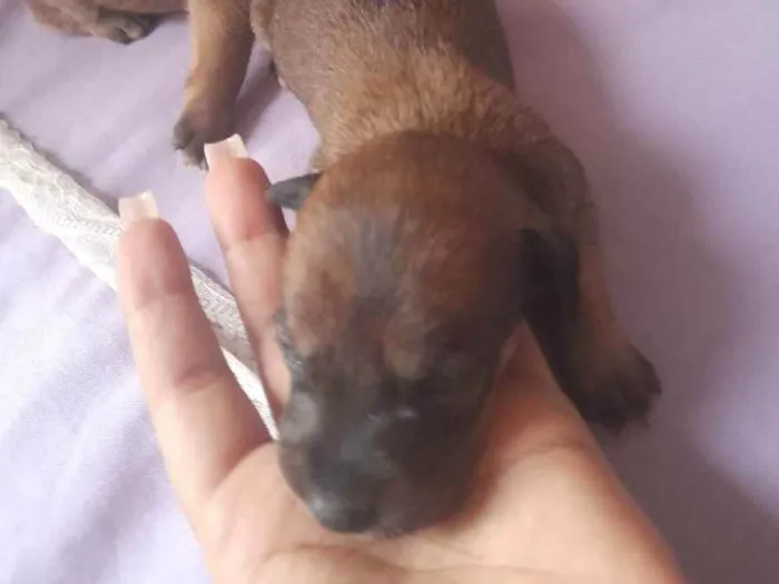 Cachorro raça Mestiço idade Abaixo de 2 meses nome sem nome