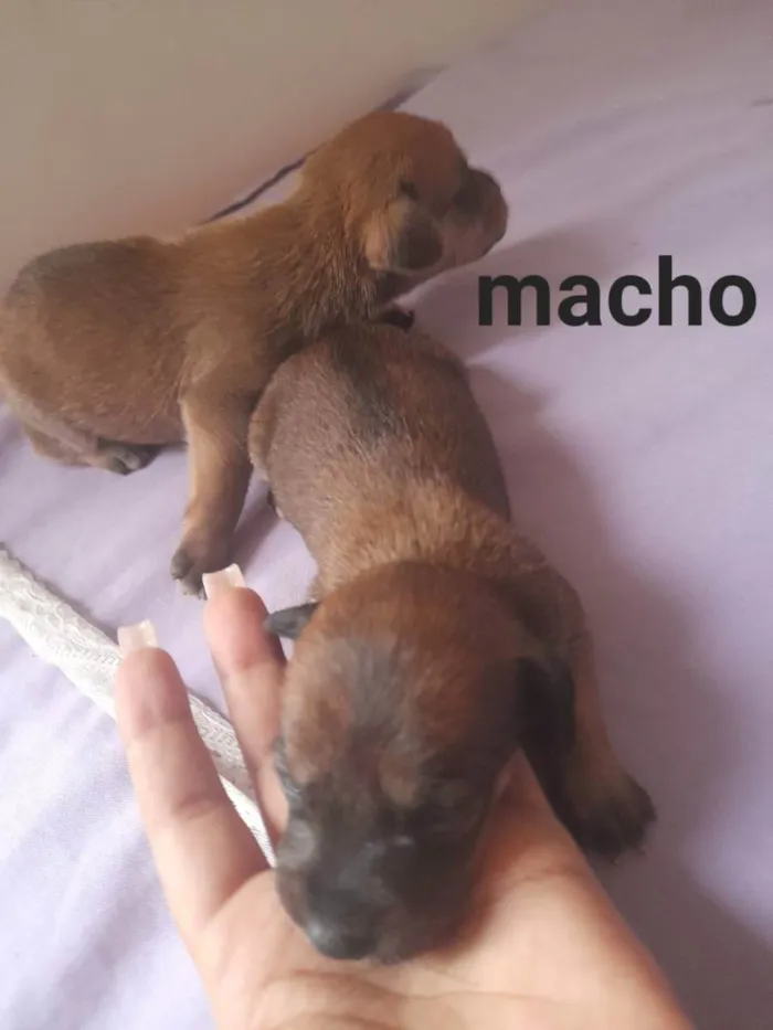 Cachorro ra a Mestiço idade Abaixo de 2 meses nome sem nome