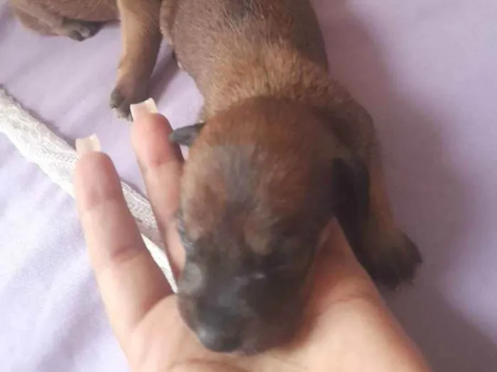 Cachorro ra a Mestiço idade Abaixo de 2 meses nome sem nome