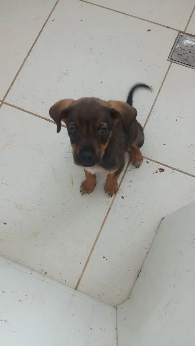 Cachorro ra a Rottweiler com SRD  idade 2 a 6 meses nome Filhotes
