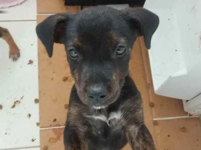 Cachorro ra a Rottweiler com SRD  idade 2 a 6 meses nome Filhotes