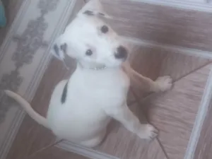 Cachorro raça  idade 2 a 6 meses nome Peni