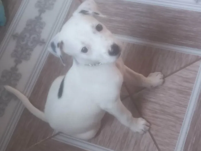 Cachorro ra a  idade 2 a 6 meses nome Peni