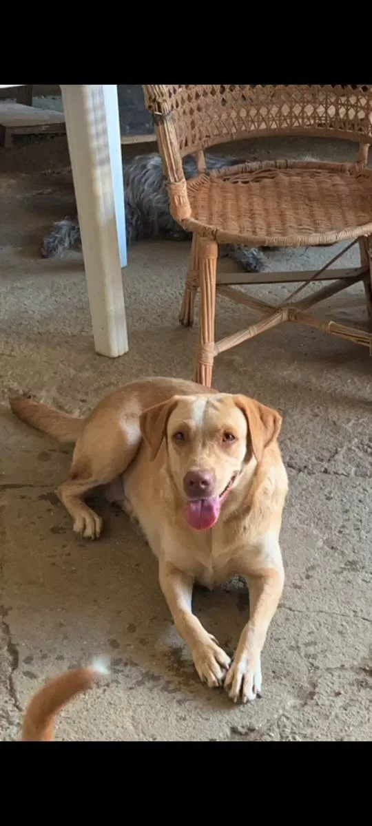 Cachorro ra a Labrador idade 1 ano nome Layla