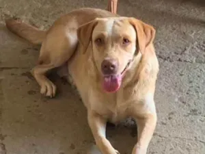 Cachorro raça Labrador idade 1 ano nome Layla