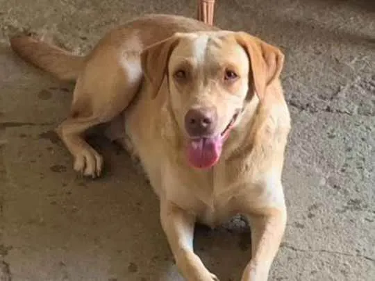 Cachorro ra a Labrador idade 1 ano nome Layla